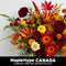 Seasonal Florals